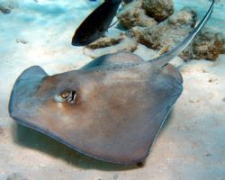 Stingray at Corral Gargend reef- Olypus Sp-350 by Andrew Kubica 